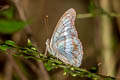 Elegant Emperor Eulaceura osteria kumana