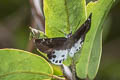 Evans's Snow Flat Tagiades cohaerens cynthia (White-striped Snow Flat)