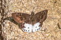 Evans's Snow Flat Tagiades cohaerens cynthia (White-striped Snow Flat)