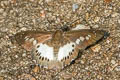 Evans's White Flat Seseria strigata (Ringed White Flat)