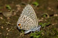 Felder's Lineblue Catopyrops ancyra aberrans