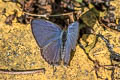 Felder's Lineblue Catopyrops ancyra aberrans