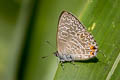 Felder's Lineblue Catopyrops ancyra aberrans