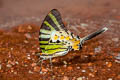 Fivebar Swordtail Graphium antiphates pompilius