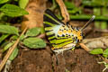 Fivebar Swordtail Graphium antiphates pompilius