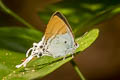 Fluffy Tit Hypolycaena amasa maximinianus