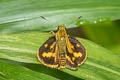 Forest Dart Potanthus lydia lydia