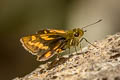 Forest Dart Potanthus lydia lydia