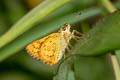 Forest Dart Potanthus lydia lydia