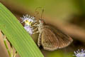 Forest Hopper Astictopterus jama olivascens 