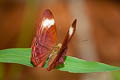 Forest Judy Abisara saturata kausambioides (Malayan Plum Judy)