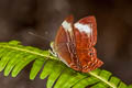 Forest Judy Abisara saturata kausambioides (Malayan Plum Judy)