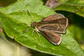 Forest Scrub Hopper Aeromachus dubius impha (Dingy Scrub Hopper)