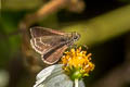 Forest Scrub Hopper Aeromachus dubius impha (Dingy Scrub Hopper)