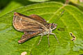 Forest Scrub Hopper Aeromachus dubius impha (Dingy Scrub Hopper)