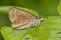 Forest Scrub Hopper Aeromachus dubius impha (Dingy Scrub Hopper)