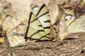 Fourbar Swordtail Graphium agetes agetes