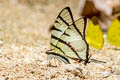 Fourbar Swordtail Graphium agetes agetes