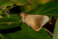 Fringed Redeye Matapa cresta