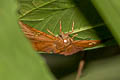 Fulvous Dawnfly Capila phanaeus ferrea