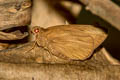 Giant Skipper Erionota torus torus (Torus Skipper)