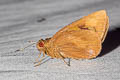 Giant Skipper Erionota torus torus (Torus Skipper)