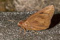 Giant Skipper Erionota torus torus (Torus Skipper)