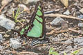 Glassy Bluebottle Graphium cloanthus cloanthus