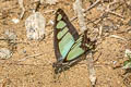 Glassy Bluebottle Graphium cloanthus cloanthus