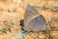 Glazed Oakblue Arhopala paralea 