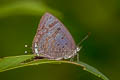 Glazed Oakblue Arhopala paralea 