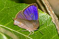 Glazed Oakblue Arhopala paralea 