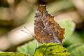 Golden Comma Polygonia c-aureum c-aureum