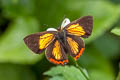 Golden Sapphire Heliophorus brahma mogoka