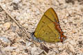 Golden Sapphire Heliophorus brahma mogoka