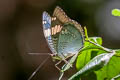 Grand Duchess Euthalia patala taooana