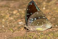 Great Archduke Lexias cyanipardus grandis