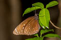 Great Crow Euploea phaenareta castelnaui