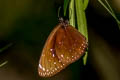 Great Crow Euploea phaenareta castelnaui