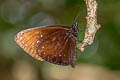 Great Crow Euploea phaenareta castelnaui