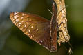 Great Crow Euploea phaenareta castelnaui