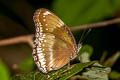 Great Eggfly Hypolimnas bolina jacintha (Blue Moon)