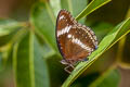 Great Eggfly Hypolimnas bolina jacintha (Blue Moon)