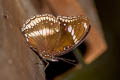 Great Eggfly Hypolimnas bolina jacintha (Blue Moon)