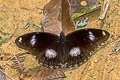 Great Eggfly Hypolimnas bolina jacintha (Blue Moon)