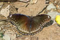 Great Eggfly Hypolimnas bolina jacintha (Blue Moon)