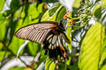 Great Mormon Papilio Papilio agenor agenor