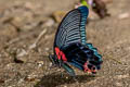 Great Mormon Papilio Papilio agenor agenor