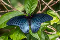 Great Mormon Papilio Papilio agenor agenor