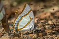 Great Nawab Polyura eudamippus nigrobasalis